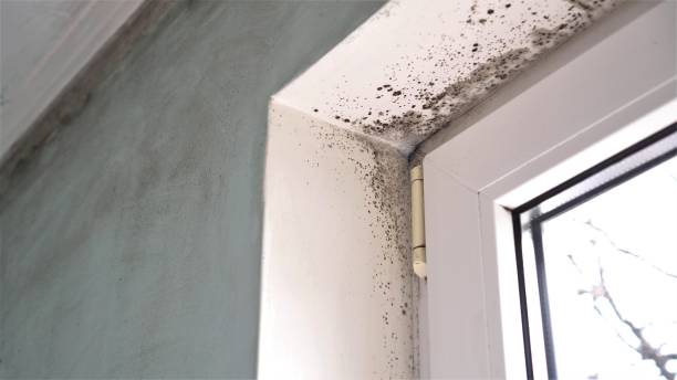 Best Post-Remediation Verification Testing  in China Lake Acres, CA
