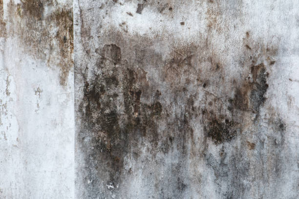 Best Mold Removal for HVAC Installations  in China Lake Acres, CA