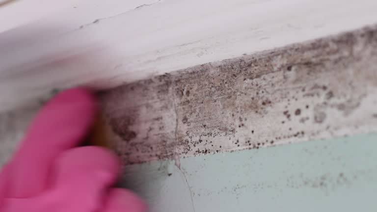Best HVAC Mold Inspection and Cleaning  in China Lake Acres, CA